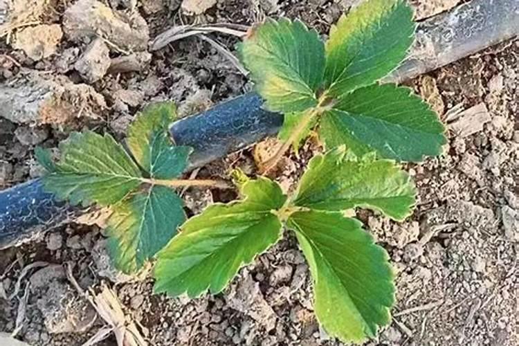 草莓追肥用什么肥料最好