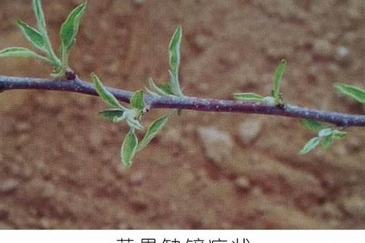 玉米水肥一体化技术要点