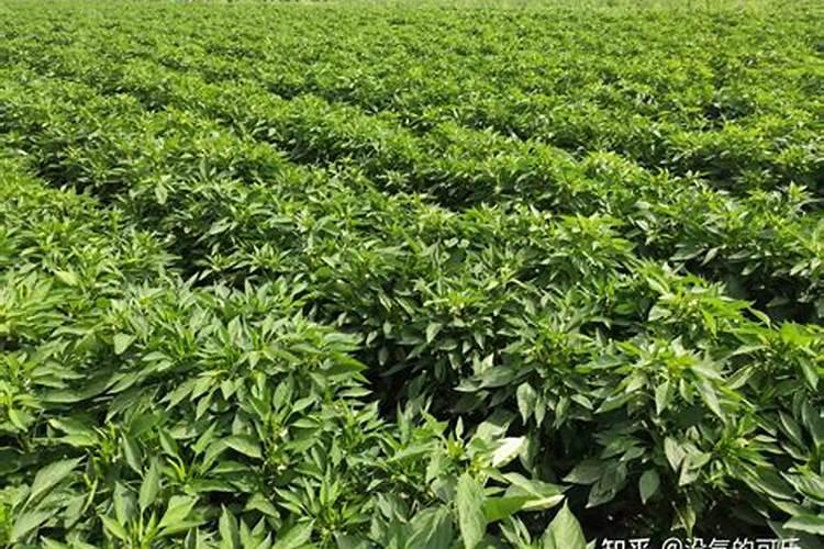 种植辣椒时施肥不当,会造成哪些后果？