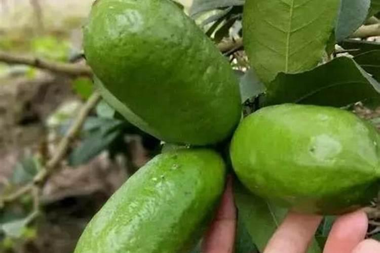 要让果树结出又大又甜的果子,得用什么肥料？