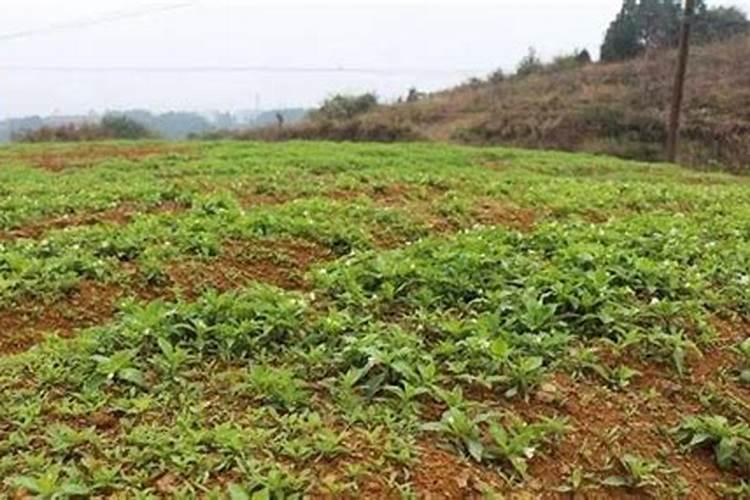 大豆油燃烧后表面厚厚一层胶状物是什么？