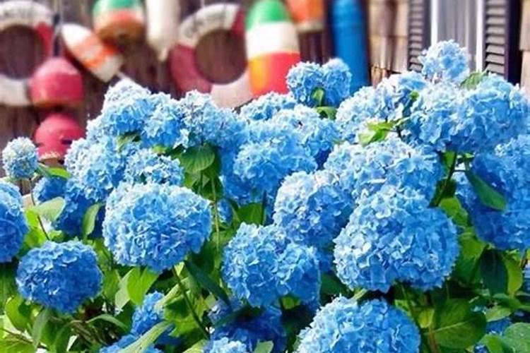 绣球花施肥时间和方法