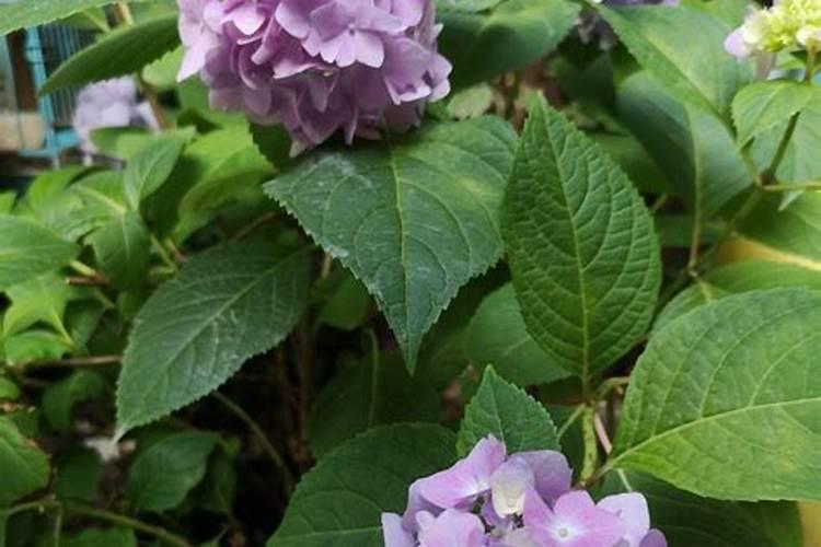 绣球花什么时候长花苞