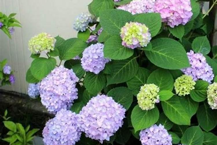 槐花树怎样施肥才能多开花