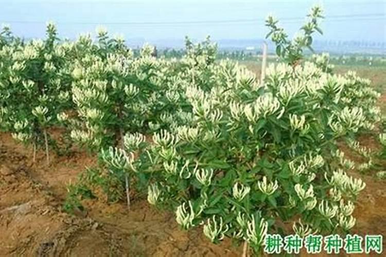 金银花的栽培技术论文