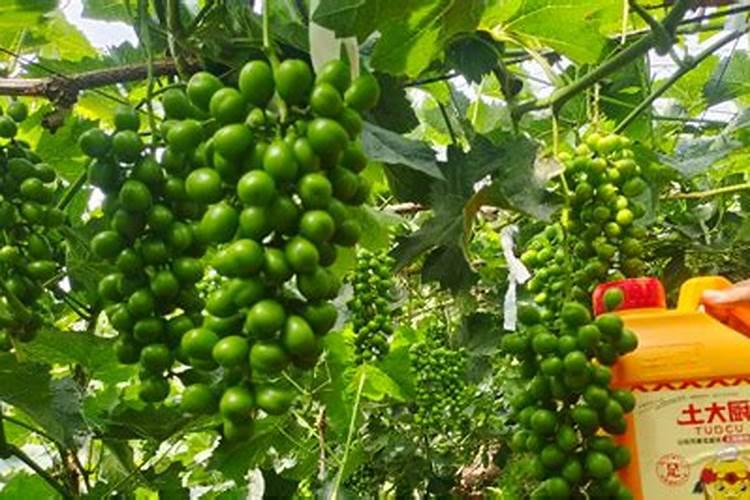 高产芒果需要掌握什么种植技巧 芒果施肥方法介绍