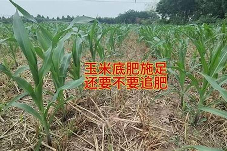 玉米底肥可以做口肥么