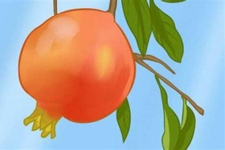 磷肥可以杀青苔吗