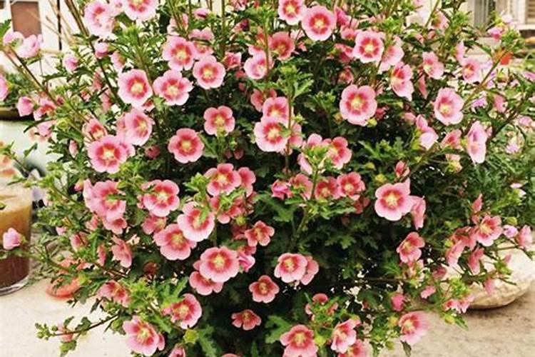 杨桃树不开花