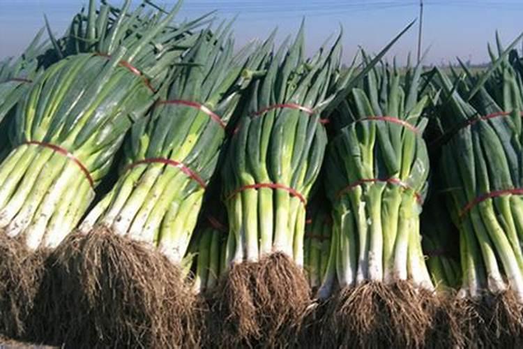 冬天种植辣椒喷点什么好？