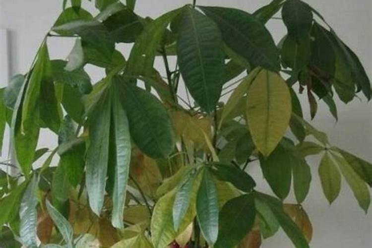 发财树怎样施肥
