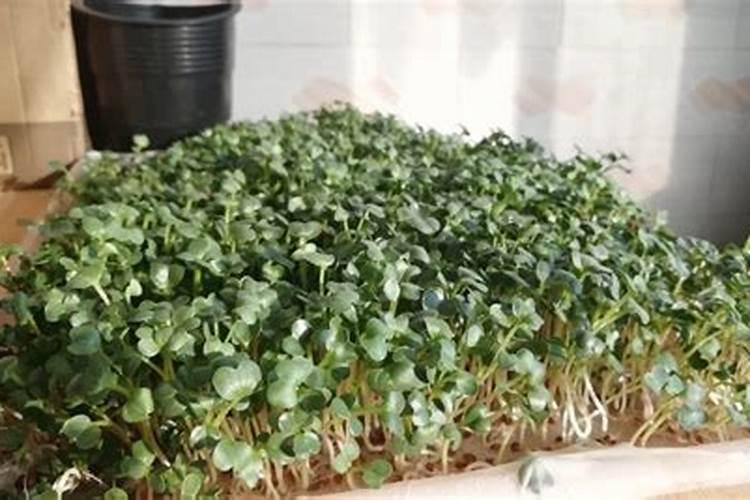 赤霉素和芸苔素哪个好