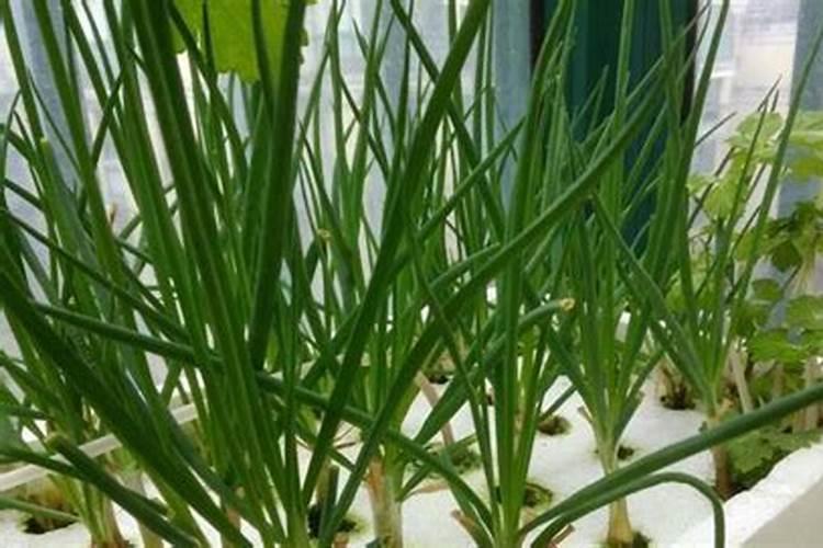 小葱施肥用什么肥料