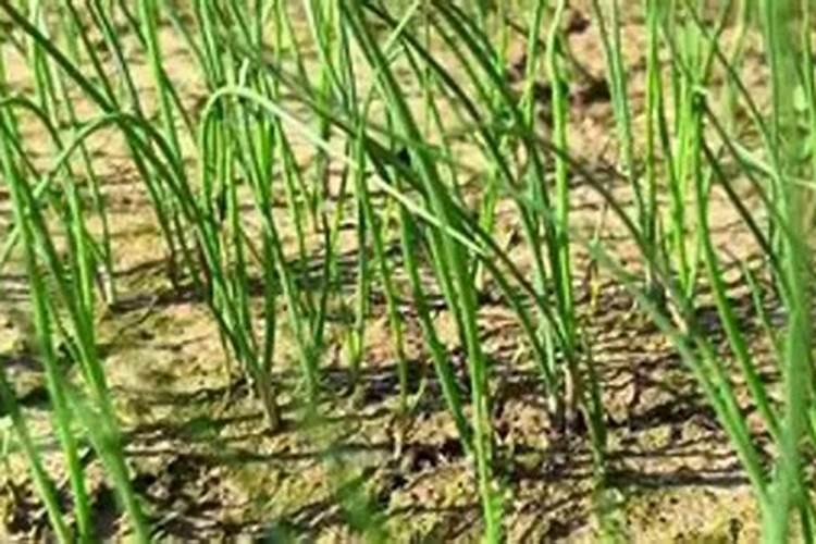 家庭小葱种植方法
