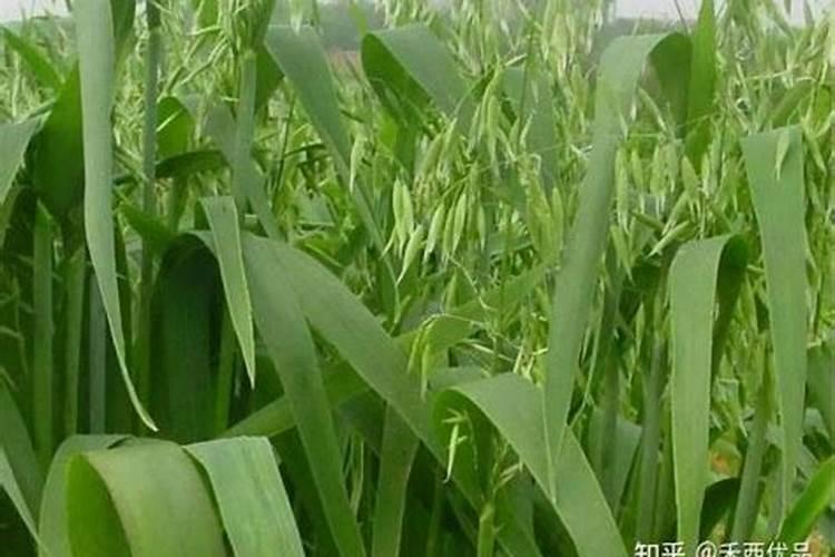 燕麦属于什么农作物？