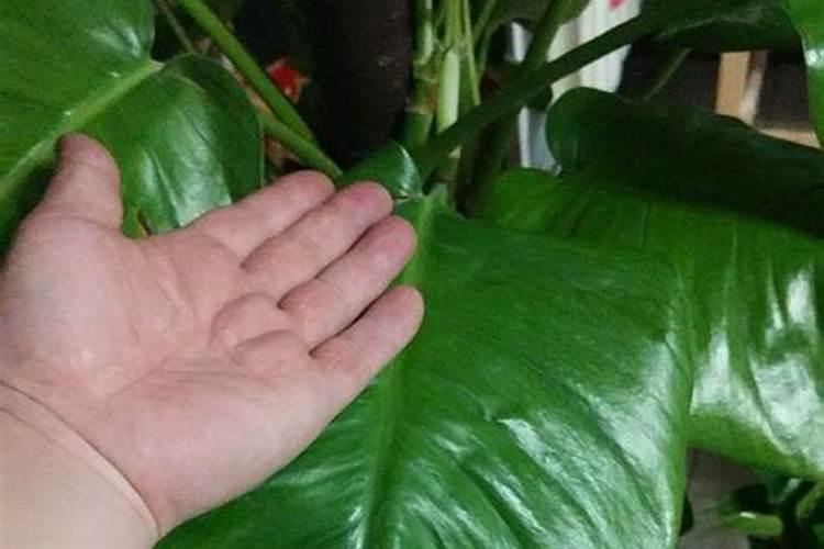绿叶丰叶面肥效果怎么样？
