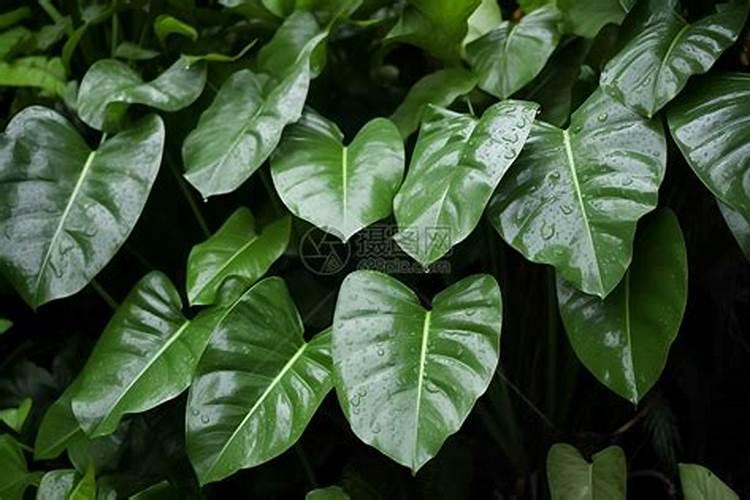 叶菜用什么叶面肥能使茎杆粗壮叶面肥大？