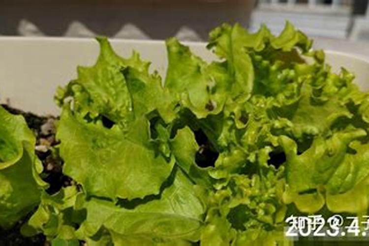 桃子树和苹果树开花了可以进行修剪吗