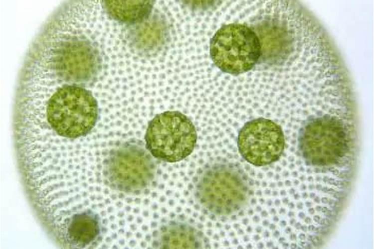 瓜硼过剩的症状和原因怎样进行防治？