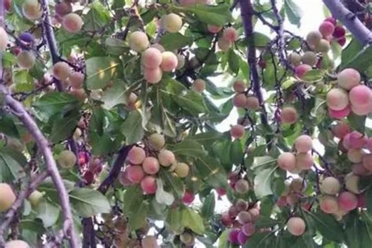 李子栽培管理技术要点 李子种植需要注意什么