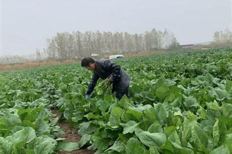 玉米缺少微量元素,叶子会有哪些表现？