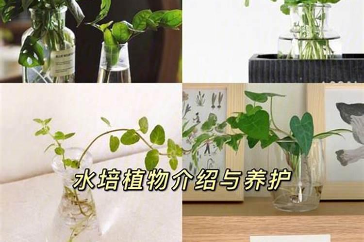 谁能够介绍下腐植酸水溶肥料有什么作用