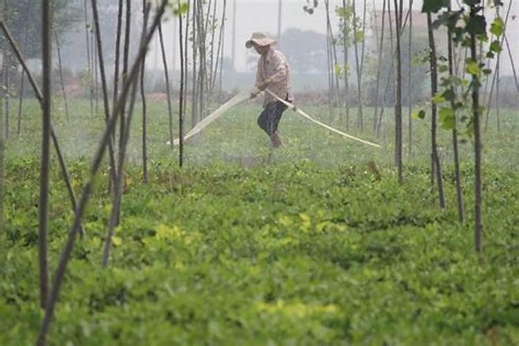 菜瓜种植技术与管理方法