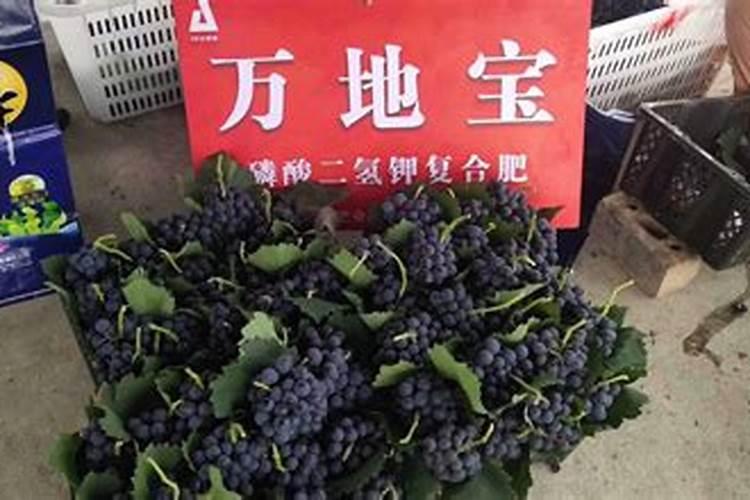 磷肥适合什么农作物