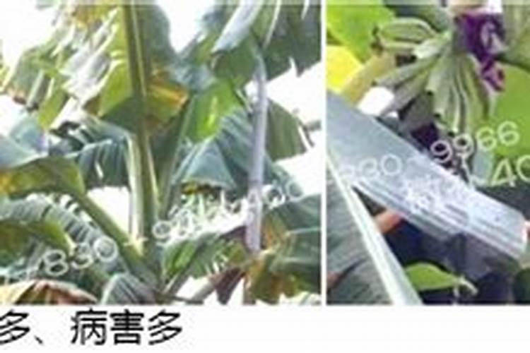香蕉抽蕾前后的施肥量分别是多少？