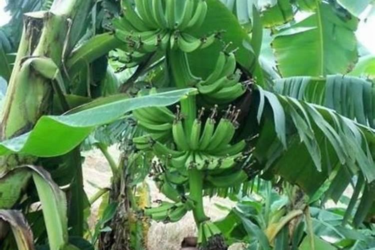香蕉多少肥料好