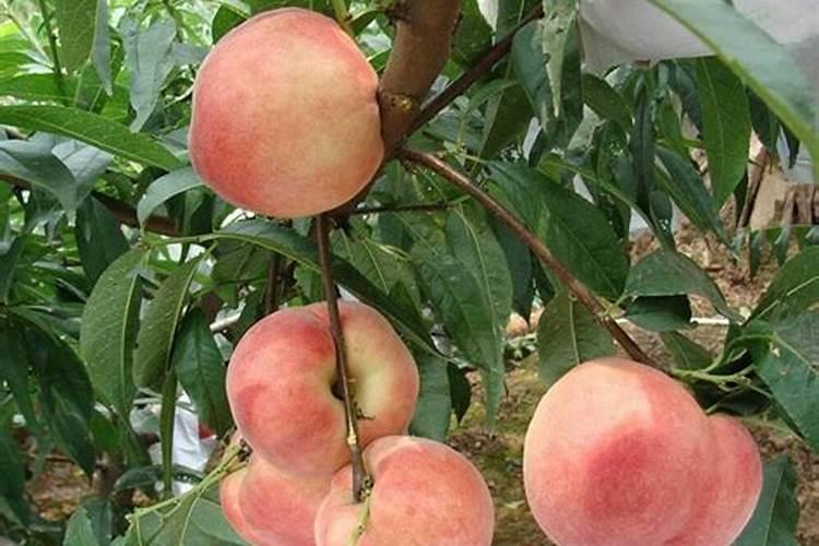 夏季梨树追施平衡肥好还是磷钾肥好？