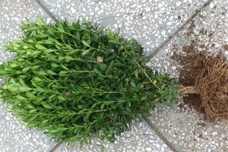 黄杨新桩施肥方法