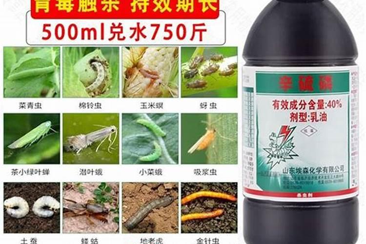 西葫芦有根结线虫怎么办？治疗根结线虫防病水肥管理如何做