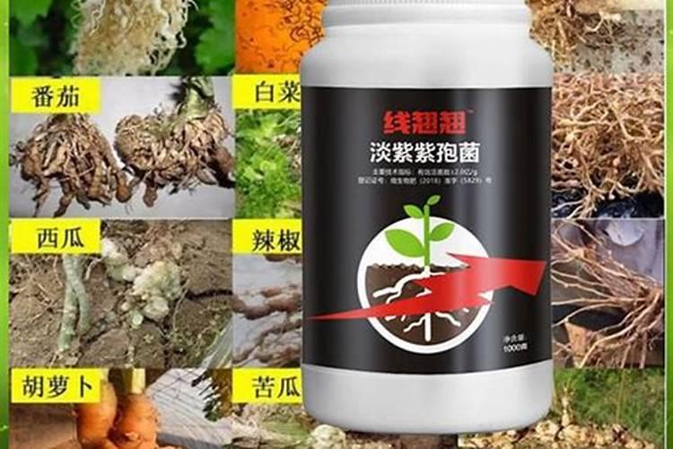 根结线虫最大克星