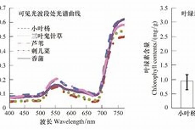 高产菠萝需要掌握的注意事项有哪些 菠萝生长条件
