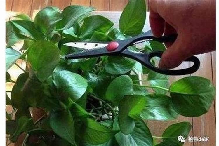 种植竹嵩薯用木醋液好用吗