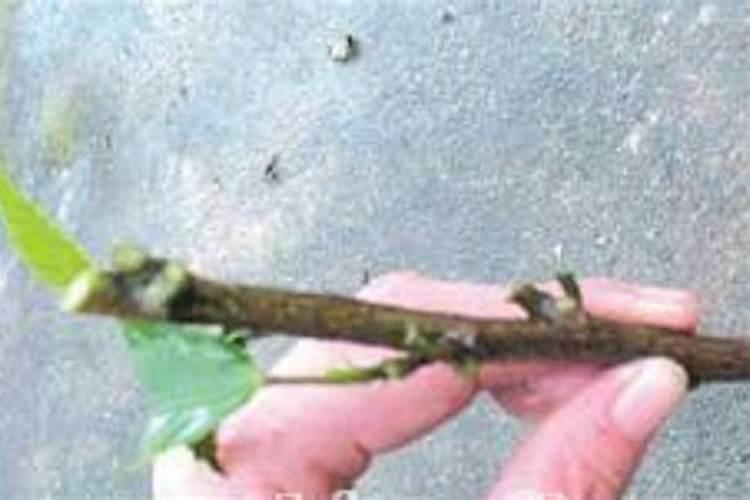 大花蕙兰养殖用什么土