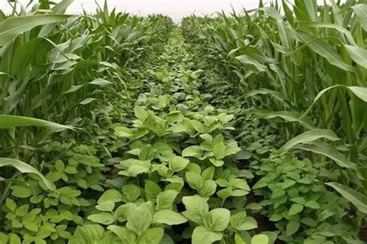 你好,请问玉米专用肥黄豆使用可以吗？