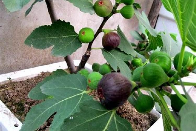 无花果如何施肥