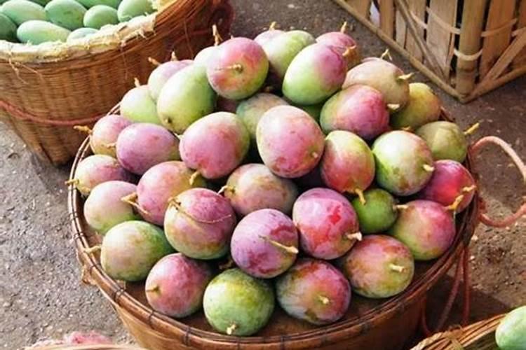 芒果用什么肥料能快速成长？施肥几次？