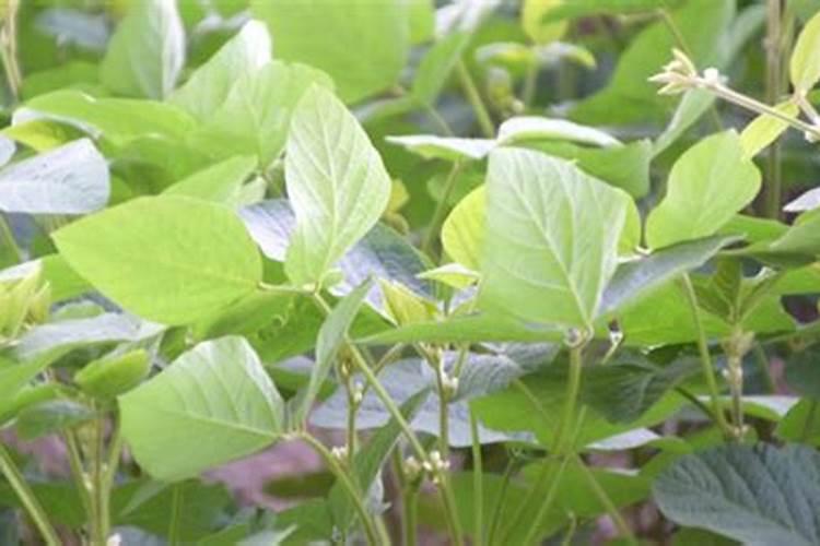 花生用什么肥料