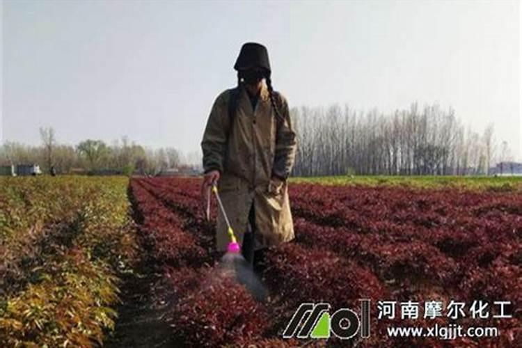 磷酸二氢钾和硅肥在辣椒叶面上使用各用多少克请回答？