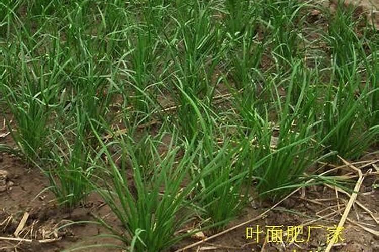 韭菜采收后施什么肥料长得快