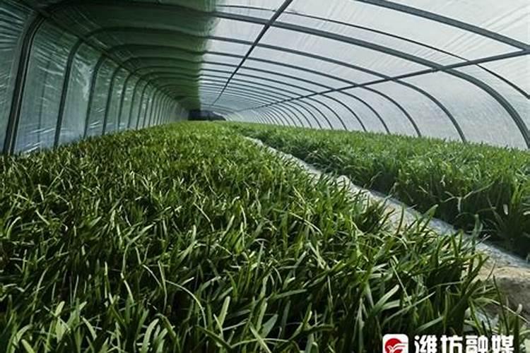 大棚韭菜出现黄叶怎么解决