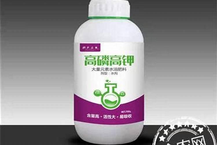 如何识别六角大红茶花