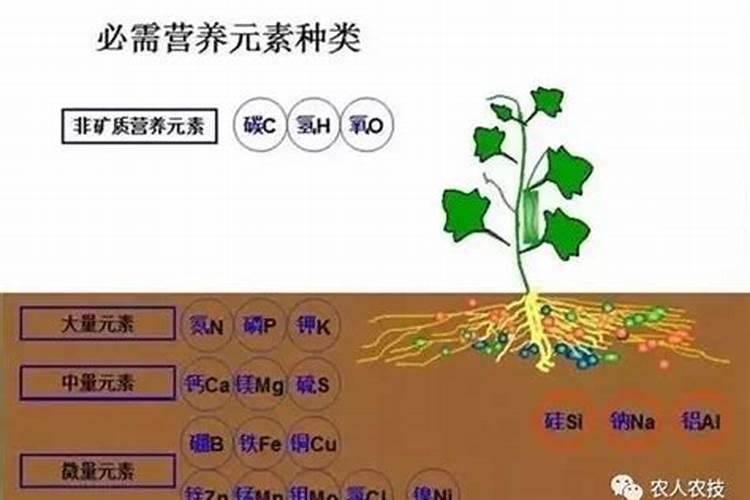 芋头叶子发黄干枯是怎么回事