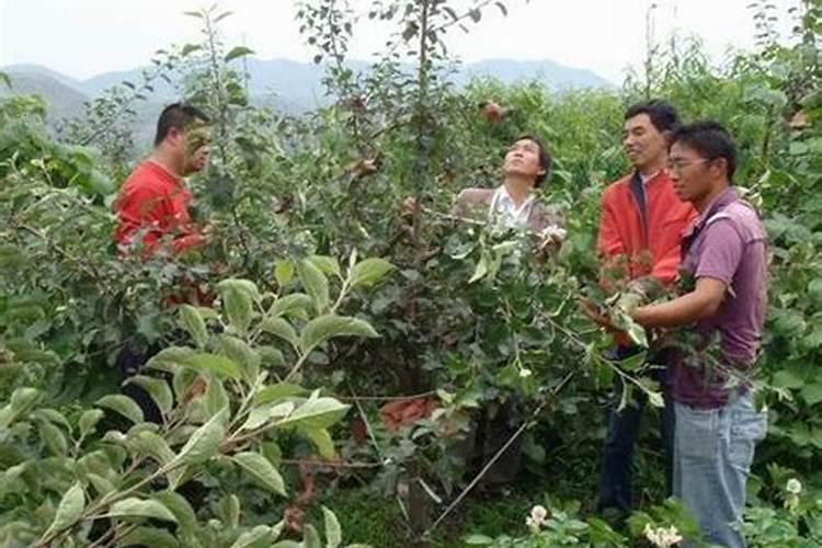 桂花树施肥用什么肥料好 施什么肥长得最快