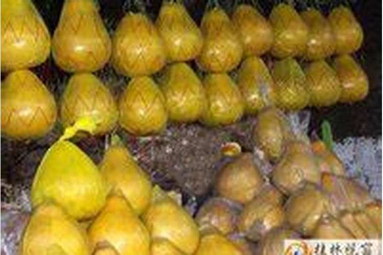 观叶植物用什么肥料好