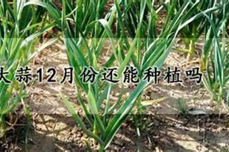 大蒜追肥用什么肥好