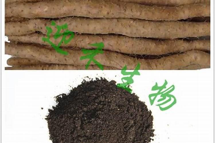 黑松上盆时间与养护方法